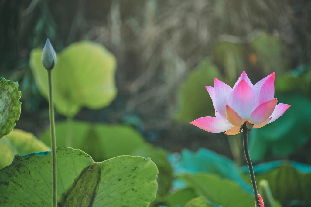 Su üzerinde lotus yaprakları