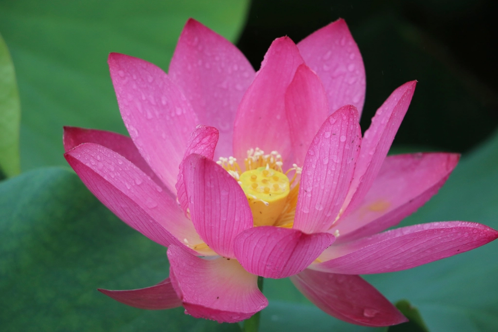 Suyun üzerinde açmış pembe lotus çiçeği